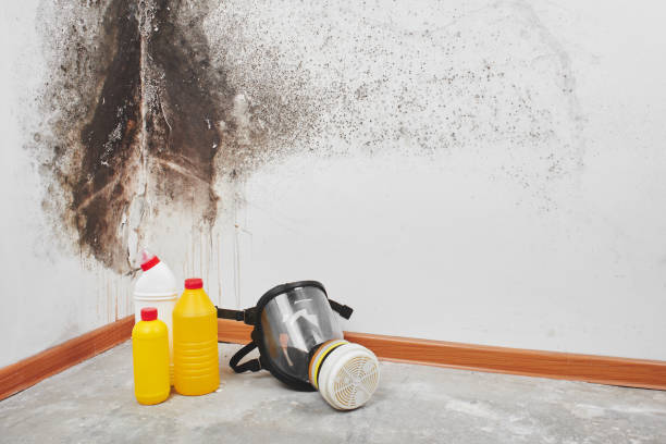 Best Toxic Mold Removal  in Three Points, AZ