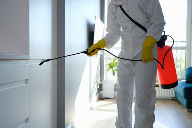 Mold Testing and Removal in Three Points, AZ