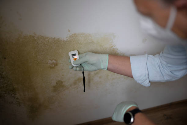 Best Mold Testing and Removal  in Three Points, AZ